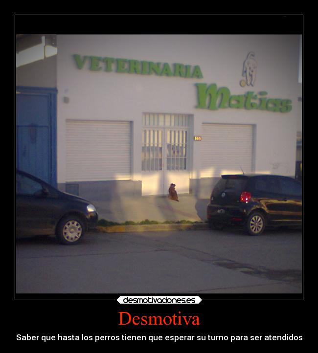 Desmotiva - Saber que hasta los perros tienen que esperar su turno para ser atendidos