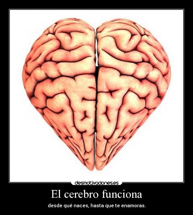 El cerebro funciona - 