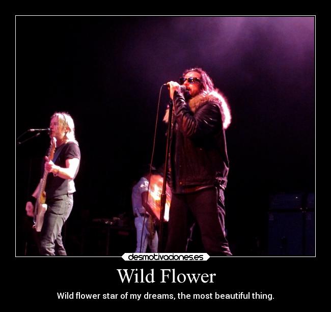 Wild Flower - Wild flower star of my dreams, the most beautiful thing.