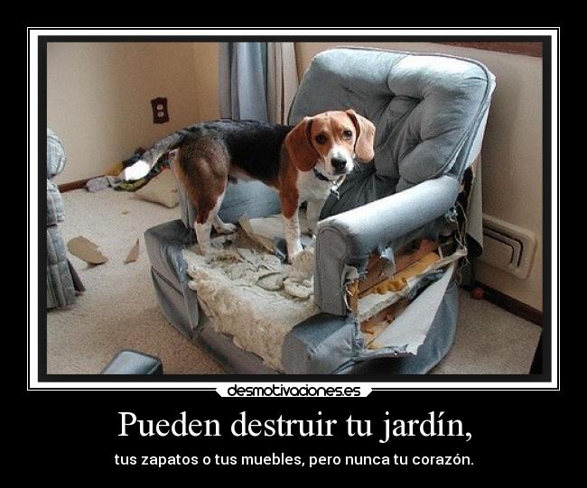 Pueden destruir tu jardín, - tus zapatos o tus muebles, pero nunca tu corazón.