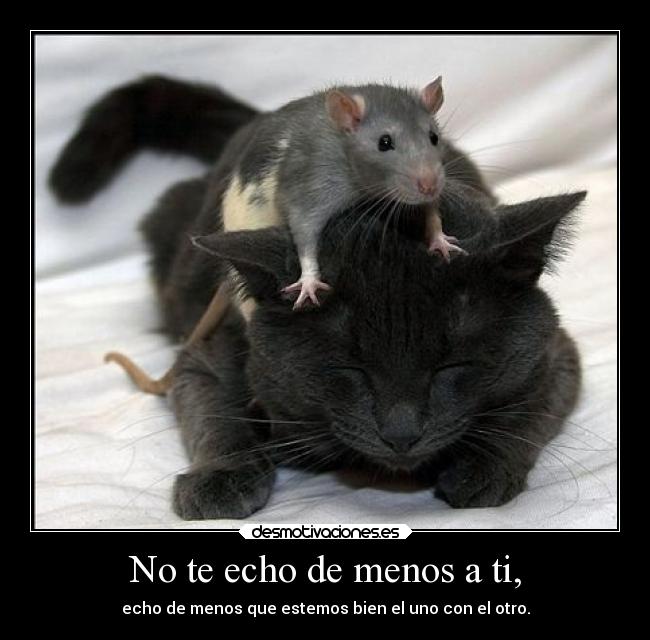 carteles sentimientos dolor dormir ausencia amor desmotivaciones