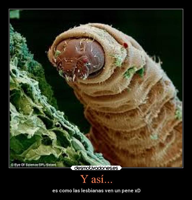 Y así... - es como las lesbianas ven un pene xD