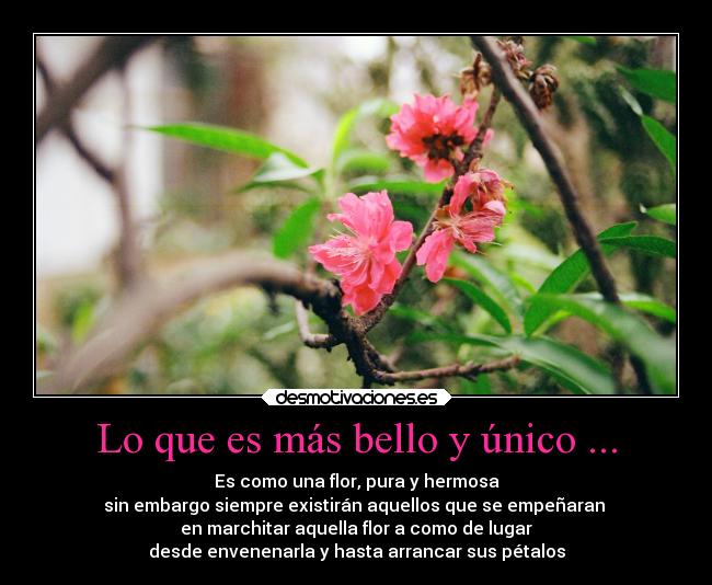 Lo que es más bello y único ... - Es como una flor, pura y hermosa
sin embargo siempre existirán aquellos que se empeñaran
en marchitar aquella flor a como de lugar
desde envenenarla y hasta arrancar sus pétalos
