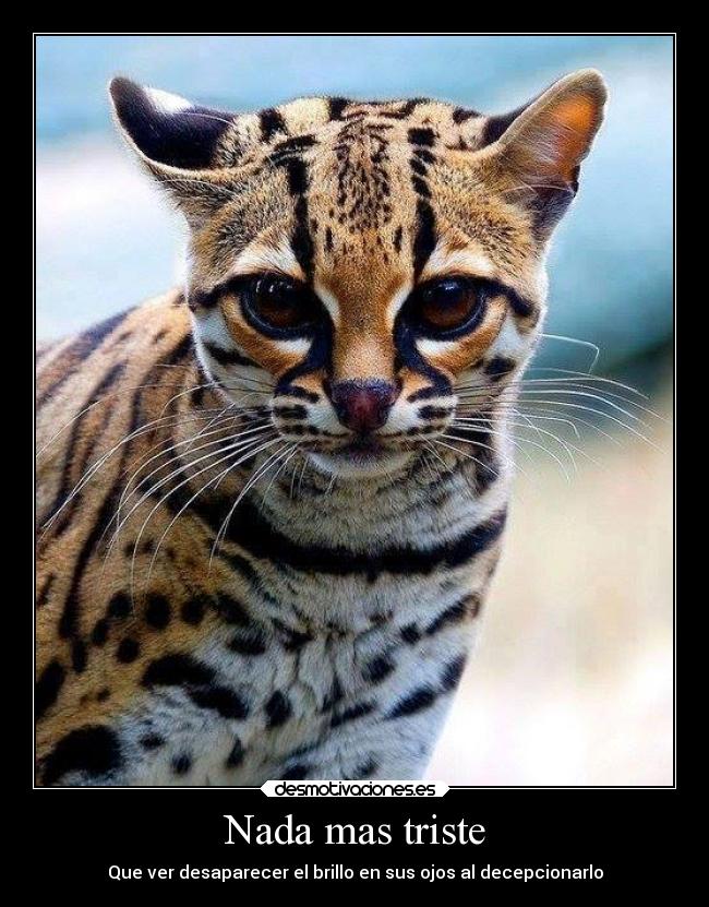 Nada mas triste - Que ver desaparecer el brillo en sus ojos al decepcionarlo