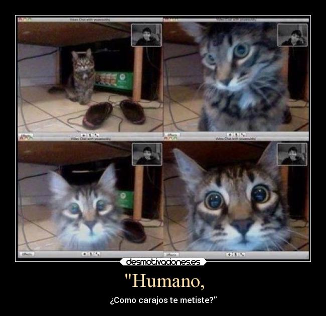 Humano, - 