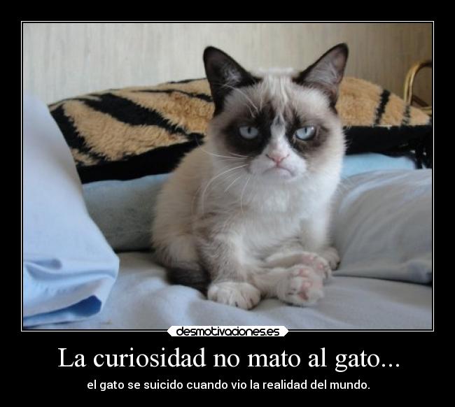 La curiosidad no mato al gato... - el gato se suicido cuando vio la realidad del mundo.