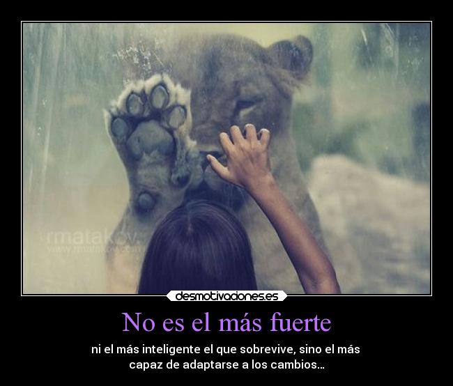 No es el más fuerte -