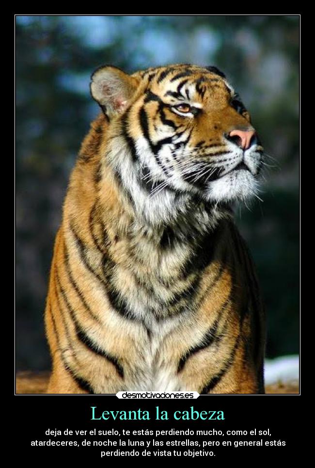 Levanta la cabeza - 
