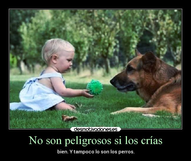 No son peligrosos si los crías - bien. Y tampoco lo son los perros.