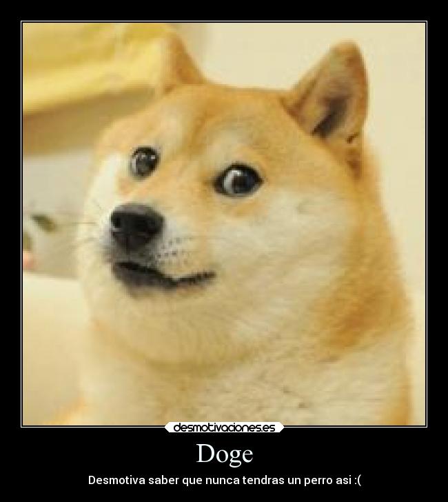 Doge - Desmotiva saber que nunca tendras un perro asi :(