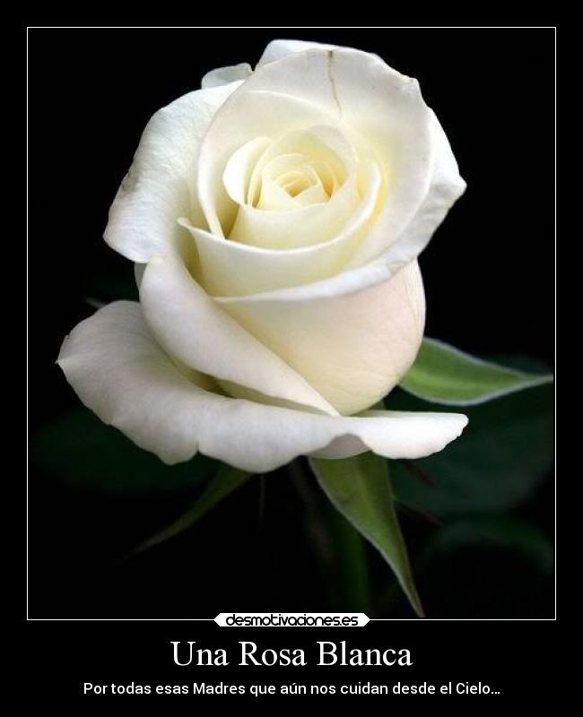 Imagenes De Luto Rosa Blanca | rosa blanca de luto imagui Imagenes De Luto Rosa Blanca | rosa blanca de luto imagui