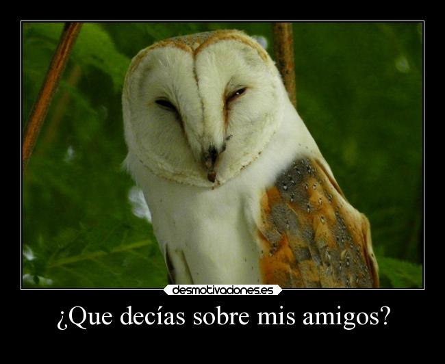 ¿Que decías sobre mis amigos? -