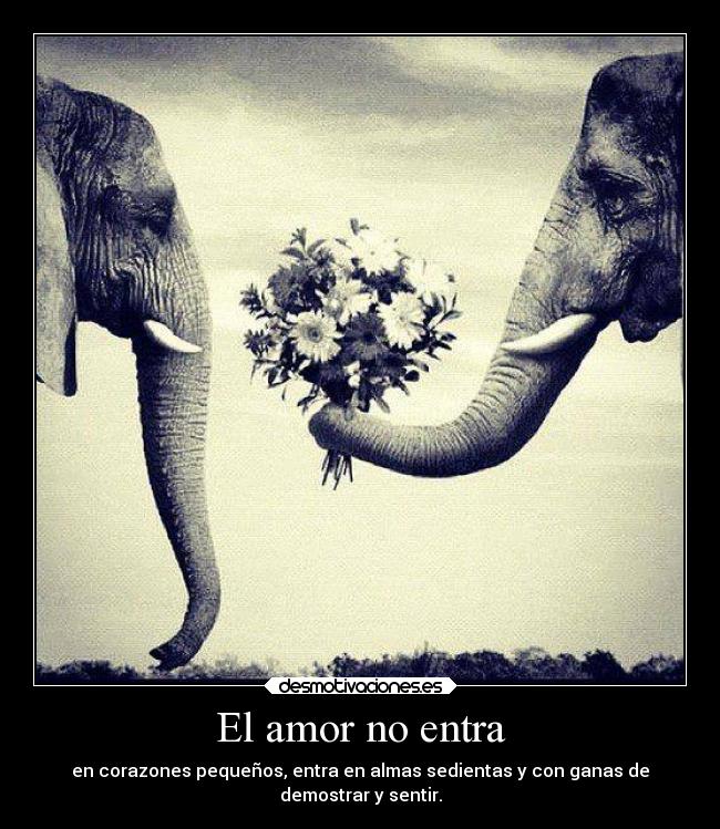 carteles amor amor lolsomething desmotivaciones