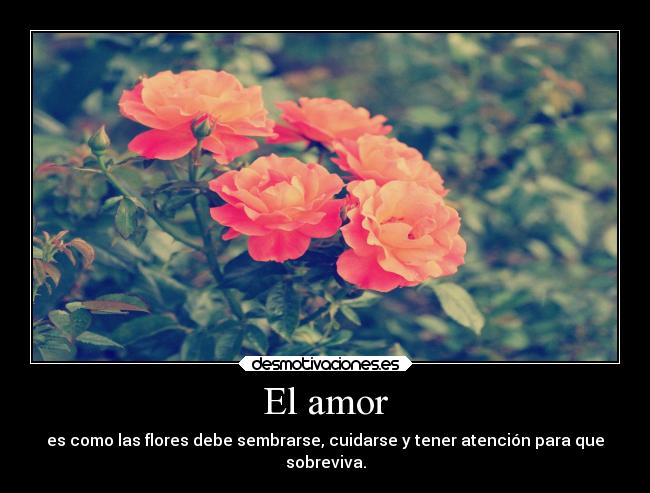 carteles amor vida amor flores rdm clandesplazado soyunidiotatm soysolodeella desmotivaciones