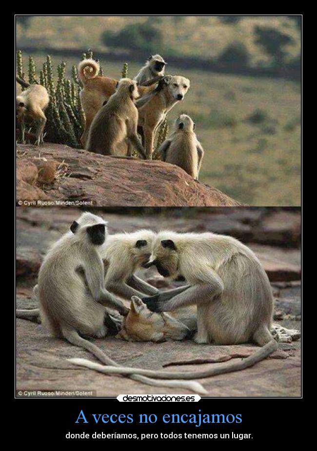 A veces no encajamos - donde deberíamos, pero todos tenemos un lugar.