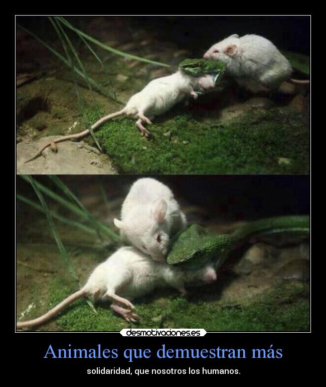 Animales que demuestran más -