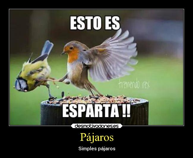 Pájaros - 