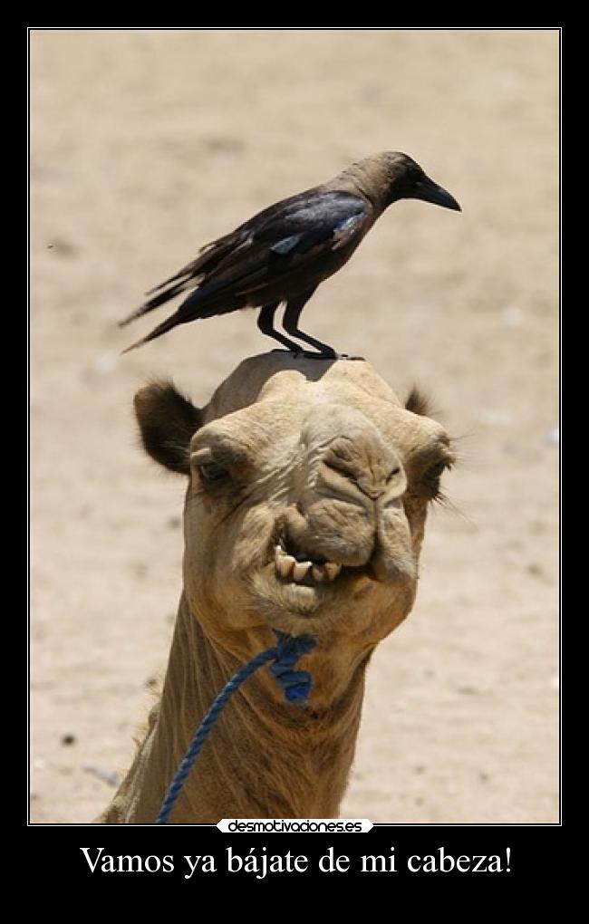 carteles animales chiste jokersjokers desmotivaciones