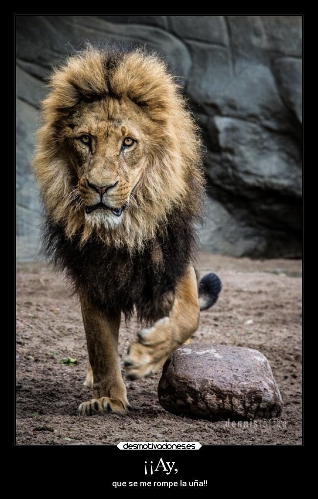 carteles animales davor safth 123 clandesplazado soyunidiotatm leon unas romperse piedra desmotivaciones