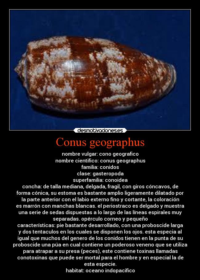 Conus geographus - nombre vulgar: cono geografico
nombre cientifico: conus geographus
familia: conidos
clase: gasteropoda
superfamilia: conoidea
concha: de talla mediana, delgada, fragil, con giros cóncavos, de
forma cónica, su estoma es bastante amplio ligeramente dilatado por
la parte anterior con el labio externo fino y cortante, la coloración
es marrón con manchas blancas. el periostraco es delgado y muestra
una serie de sedas dispuestas a lo largo de las líneas espirales muy
separadas. opérculo corneo y pequeño
características: pie bastante desarrollado, con una proboscide larga
y dos tentaculos en los cuales se disponen los ojos. esta especia al
igual que muchos del genero de los conidos tienen en la punta de su
proboscide una púa en cual contiene un poderoso veneno que se utiliza
para atrapar a su presa (peces), este contiene toxinas llamadas
conotoxinas que puede ser mortal para el hombre y en especial la de
esta especie.
habitat: oceano indopacifico
