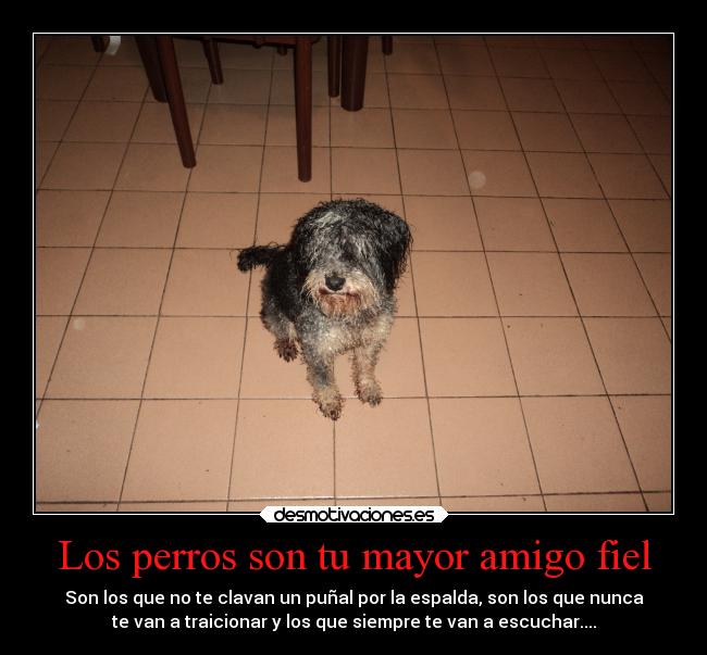 Los perros son tu mayor amigo fiel - 