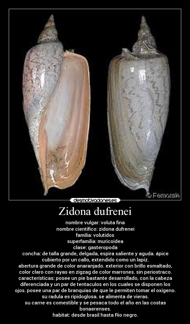 Zidona dufrenei - nombre vulgar: voluta fina
nombre cientifico: zidona dufrenei
familia: volutidos
superfamilia: muricoidea
clase: gasteropoda
concha: de talla grande, delgada, espira saliente y aguda. ápice
cubierto por un callo, extendido como un lapiz.
abertura grande de color anaranjado. exterior con brillo esmaltado,
color claro con rayas en zigzag de color marrones. sin periostraco.
características: posee un pie bastante desarrollado, con la cabeza
diferenciada y un par de tentaculos en los cuales se disponen los
ojos. posee una par de branquias de que le permiten tomar el oxigeno.
su radula es ripidoglosa. se alimenta de vieras.
su carne es comestible y se pesaca todo el año en las costas
bonaerenses.
habitat: desde brasil hasta Rio negro.