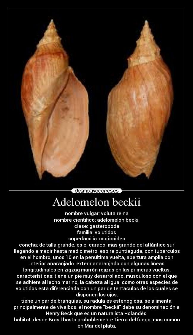 Adelomelon beckii - nombre vulgar: voluta reina
nombre cientifico: adelomelon beckii
clase: gasteropoda
familia: volutidos
superfamilia: muricoidea
concha: de talla grande, es el caracol mas grande del atlántico sur
llegando a medir hasta medio metro. espira puntiaguda, con tuberculos
en el hombro, unos 10 en la penúltima vuelta, abertura amplia con
interior anaranjado. exterir anaranjado con algunas líneas
longitudinales en zigzag marrón rojizas en las primeras vueltas.
características: tiene un pie muy desarrollado, musculoso con el que
se adhiere al lecho marino, la cabeza al igual como otras especies de
volutidos esta diferenciada con un par de tentaculos de los cuales se
disponen los ojos.
tiene un par de branquias. su radula es estenoglosa, se alimenta
principalmente de vivalbos. el nombre beckii debe su denominación a
Henry Beck que es un naturalista Holandés.
habitat: desde Brasil hasta probablemente Tierra del fuego. mas común
en Mar del plata.