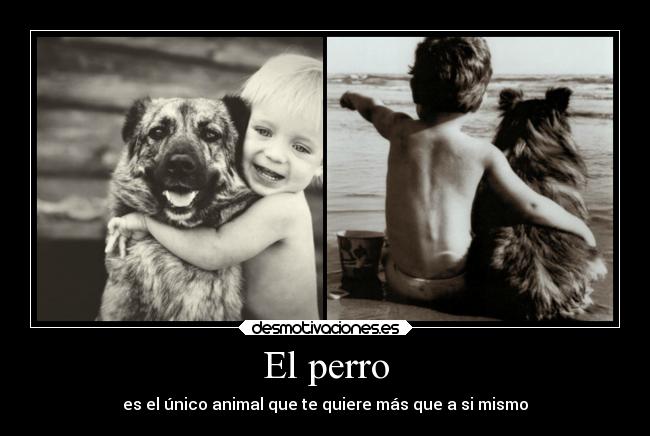El perro - 