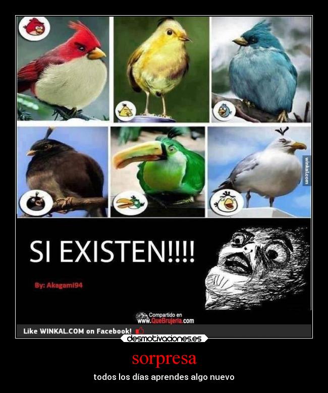 sorpresa - todos los días aprendes algo nuevo