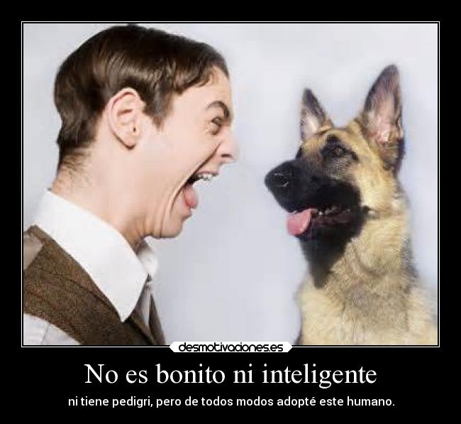 carteles animales desmotivaciones