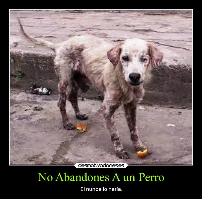 No Abandones A un Perro - El nunca lo haría.