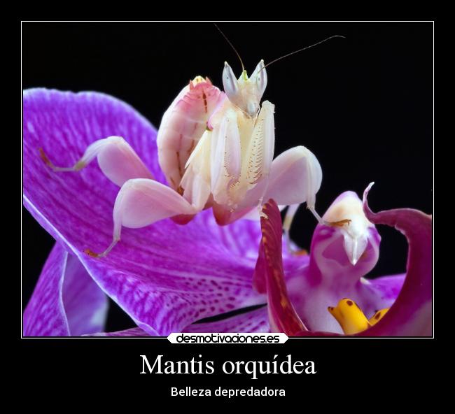 carteles animales desmotivaciones