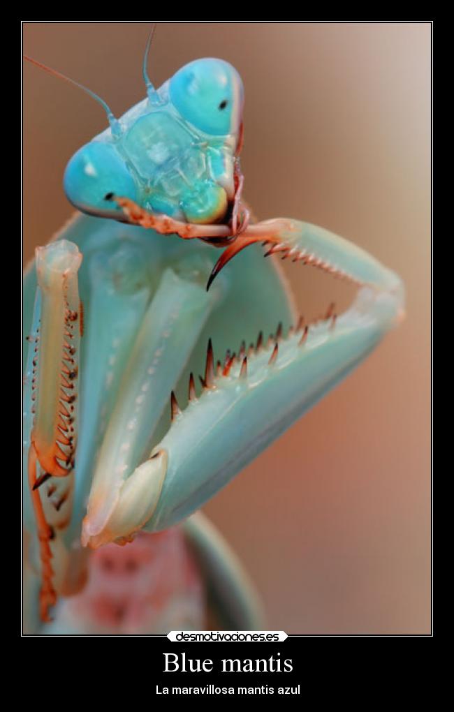 Blue mantis -