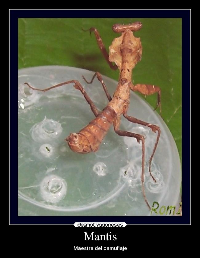 Mantis - Maestra del camuflaje