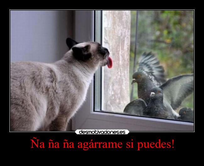 carteles animales humor pendejo troll laidiotezforevermepersigue gato palomas desmotivaciones