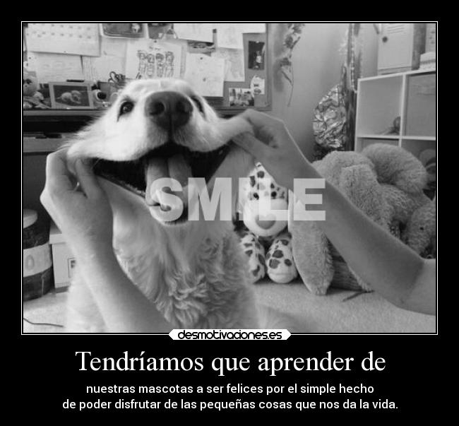 carteles animales mediometro gordaaaaaaaa teechodemenos desmotivaciones