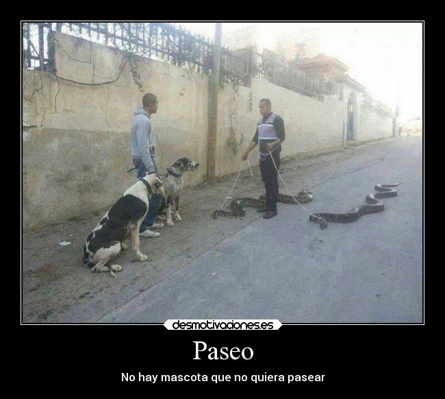 Paseo - No hay mascota que no quiera pasear