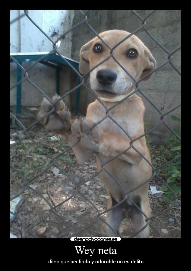 carteles animales tiernos69 desmotivaciones