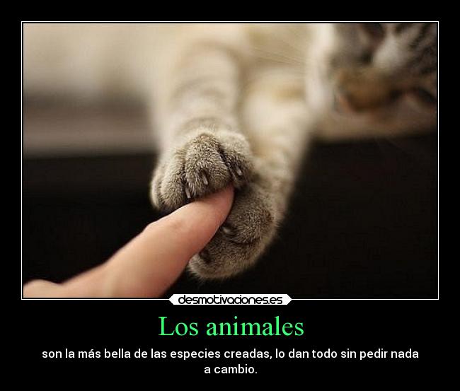 Los animales - son la más bella de las especies creadas, lo dan todo sin pedir nada
a cambio.