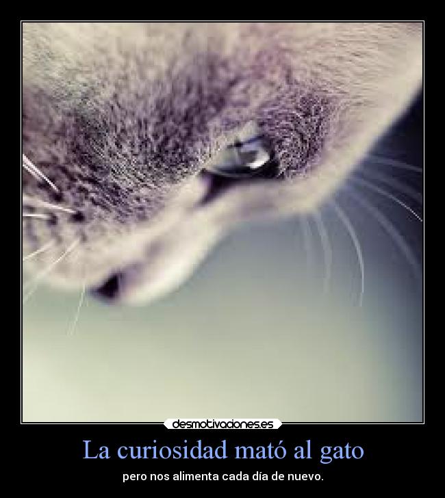 La curiosidad mató al gato - 