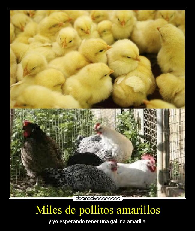 Miles de pollitos amarillos - y yo esperando tener una gallina amarilla.