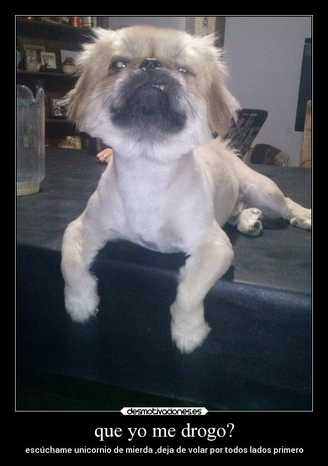 que yo me drogo? - escúchame unicornio de mierda ,deja de volar por todos lados primero