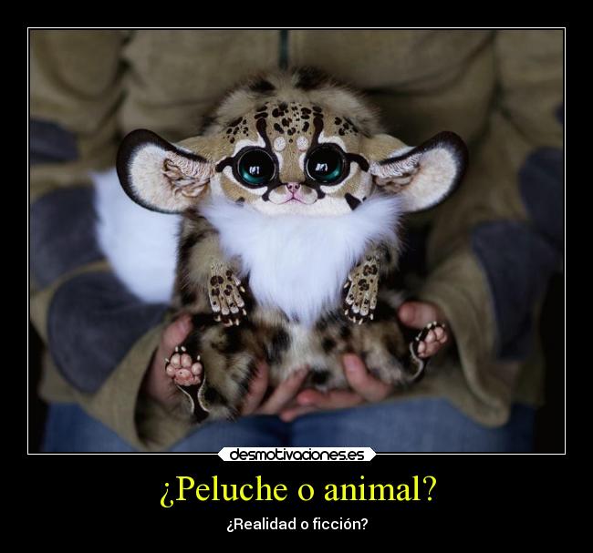 ¿Peluche o animal? -