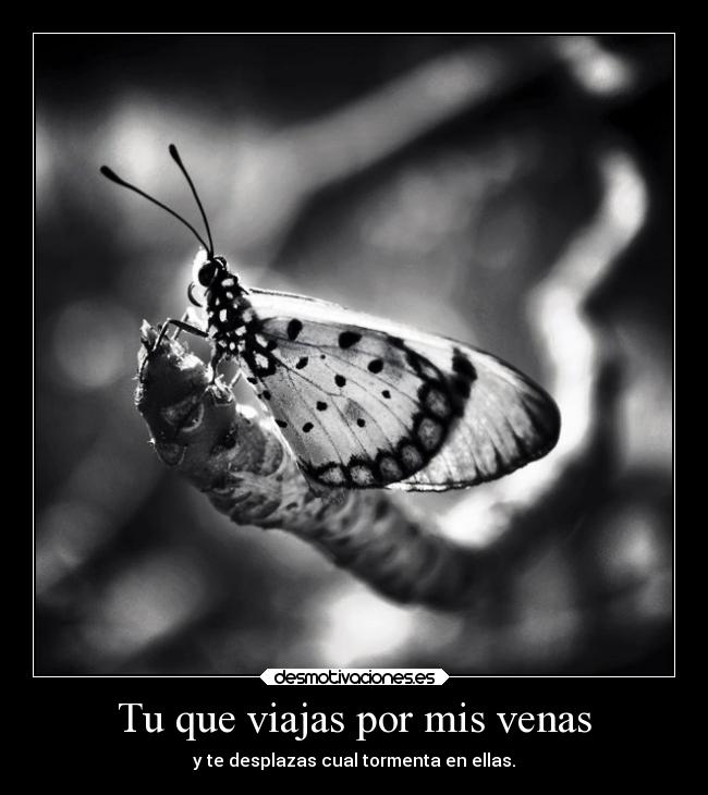 Tu que viajas por mis venas -