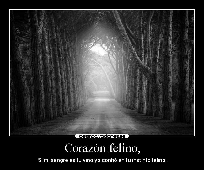 Corazón felino, -