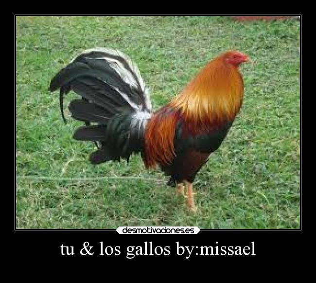 tu & los gallos by:missael - 