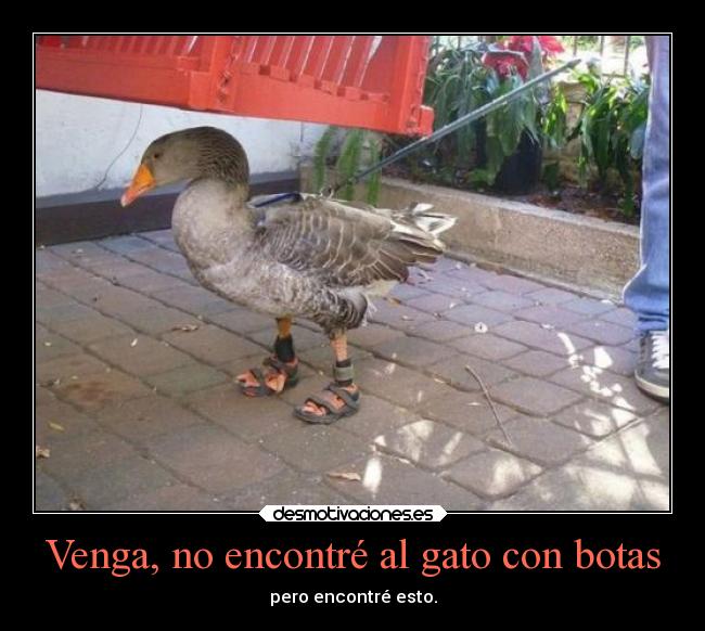 Venga, no encontré al gato con botas -