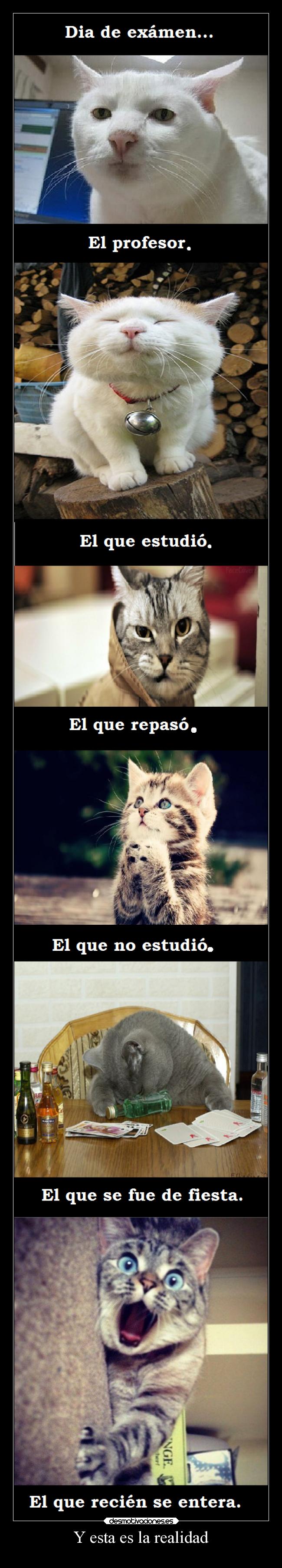 carteles examenes gatos profesor estudiantes sorprendidos emociones desmotivaciones