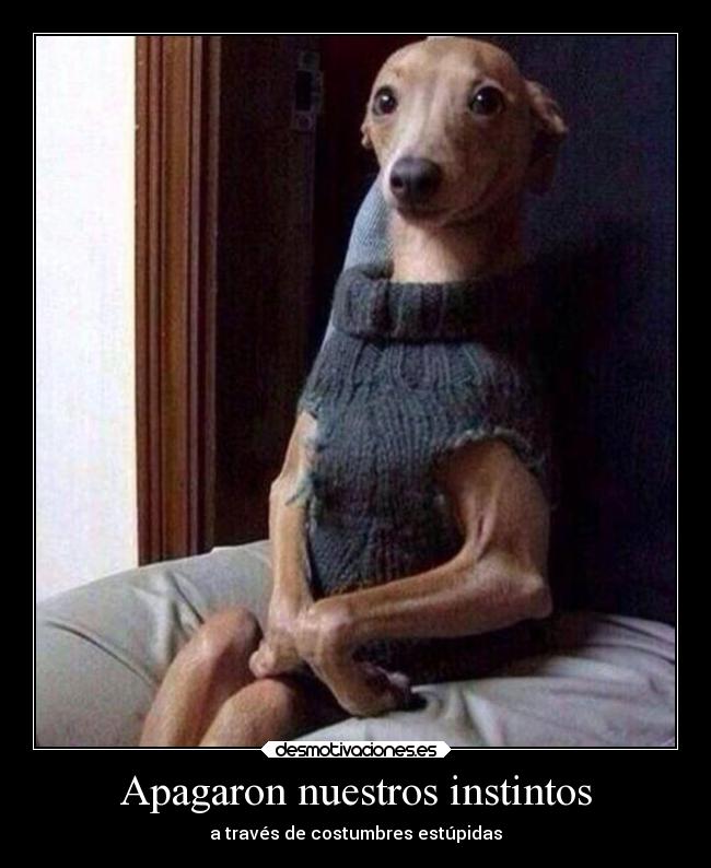 Apagaron nuestros instintos - a través de costumbres estúpidas