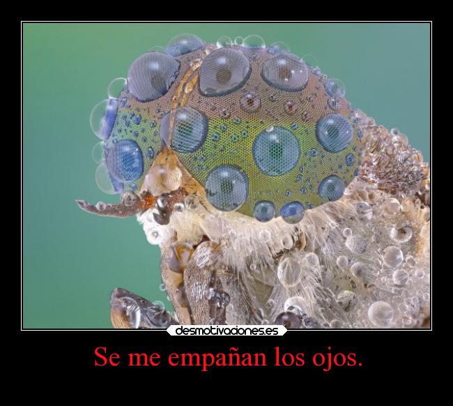 carteles fiesta mosca olo que sea desmotivaciones